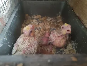 Cockatiel Hand Feeding Baby