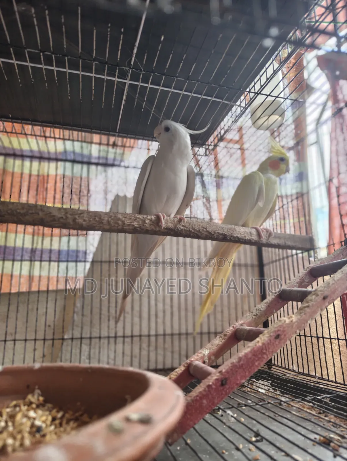 Cockatiel Hand Feeding Baby