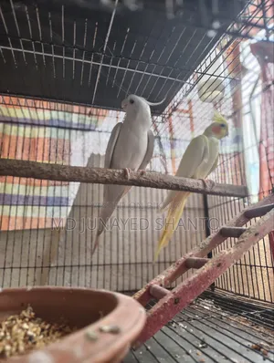 Cockatiel Hand Feeding Baby