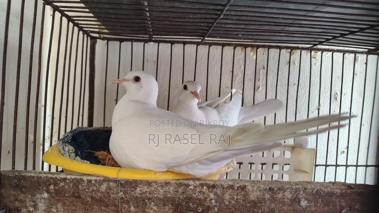 সাদা অস্ট্রেলিয়ান ঘুঘু পাখি নর ২টি সম্পূর্ণ রানিং।