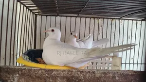 সাদা অস্ট্রেলিয়ান ঘুঘু পাখি নর ২টি সম্পূর্ণ রানিং।