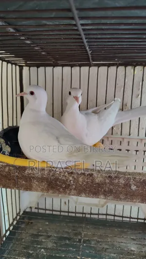 সাদা অস্ট্রেলিয়ান ঘুঘু পাখি নর ২টি সম্পূর্ণ রানিং।