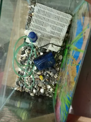 ফ্রেশ কন্ডিশনে অ্যাকুরিয়াম