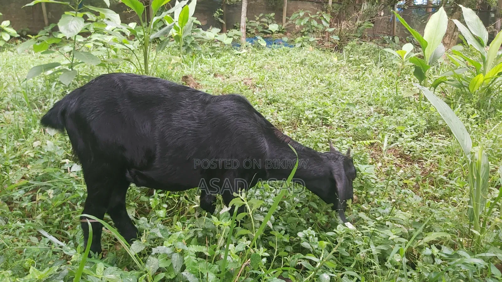 Black Castrated Male Goat Kid