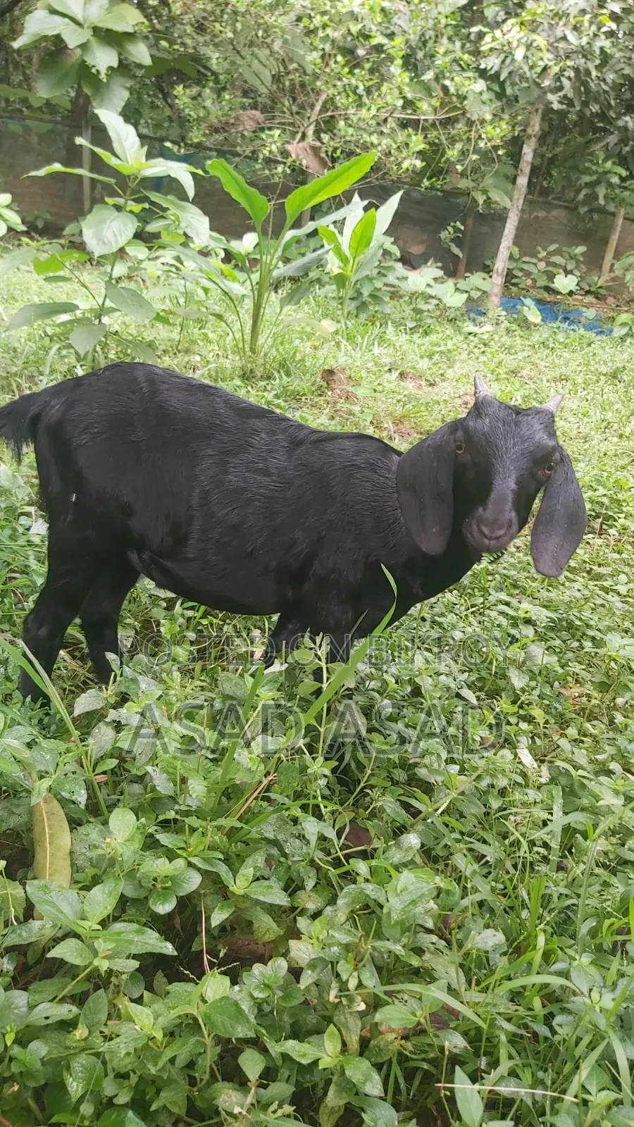 Black Castrated Male Goat Kid