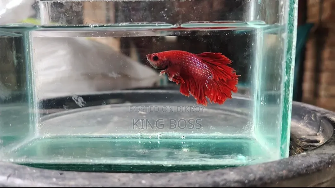 Fighter Fish for Sale