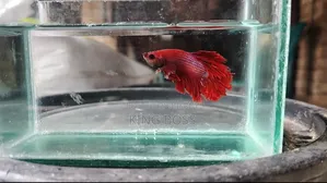 Fighter Fish for Sale