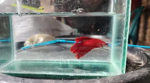 Fighter Fish for Sale