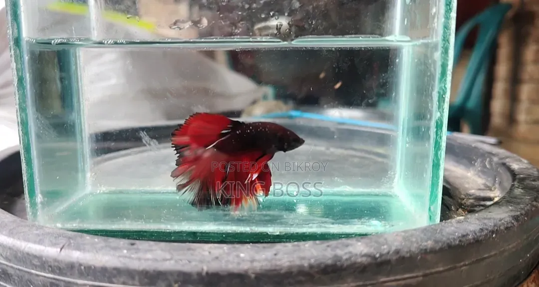 Fighter Fish for Sale