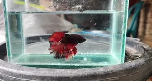 Fighter Fish for Sale