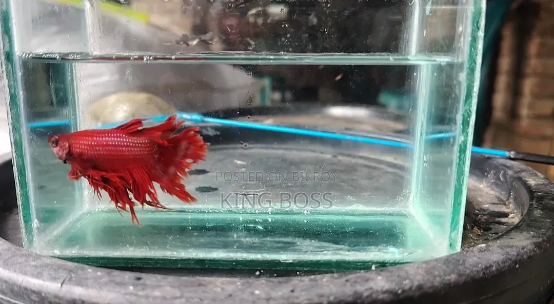 Fighter Fish for Sale