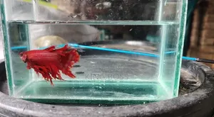 Fighter Fish for Sale