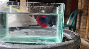 Fighter Fish for Sale