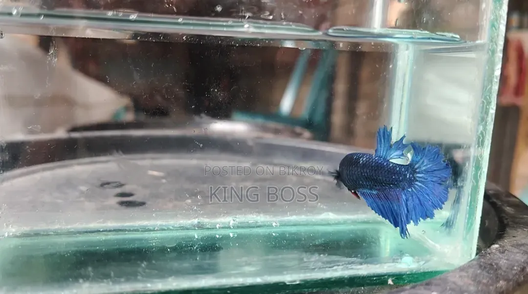 Fighter Fish for Sale