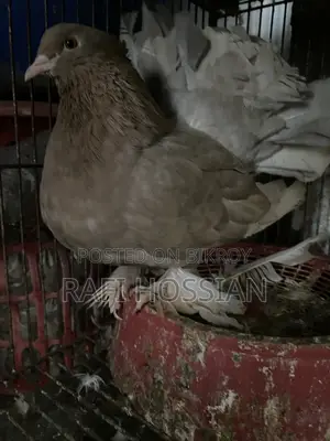 Fantail+ Lokkha Pigeon Pair