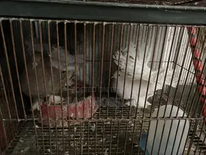 Fantail+ Lokkha Pigeon Pair