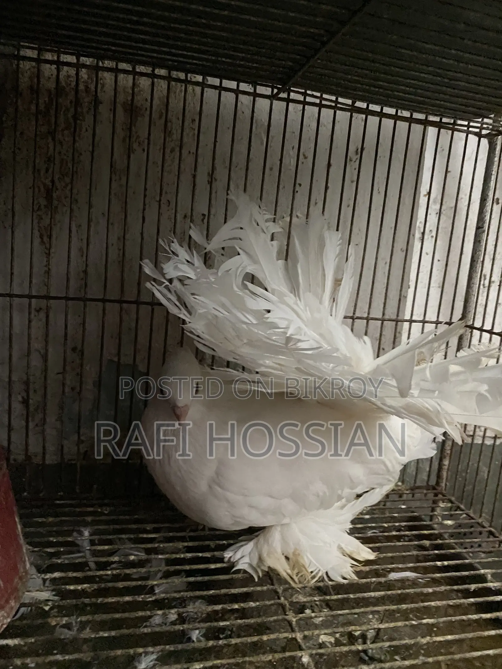 Fantail+ Lokkha Pigeon Pair