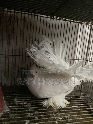Fantail+ Lokkha Pigeon Pair