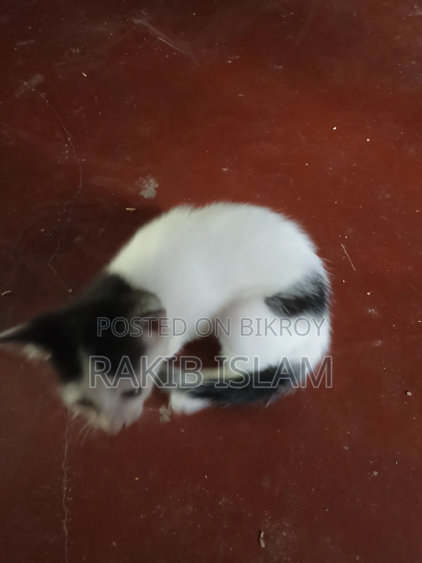 1-3 months Female Mixed Breed Bengal