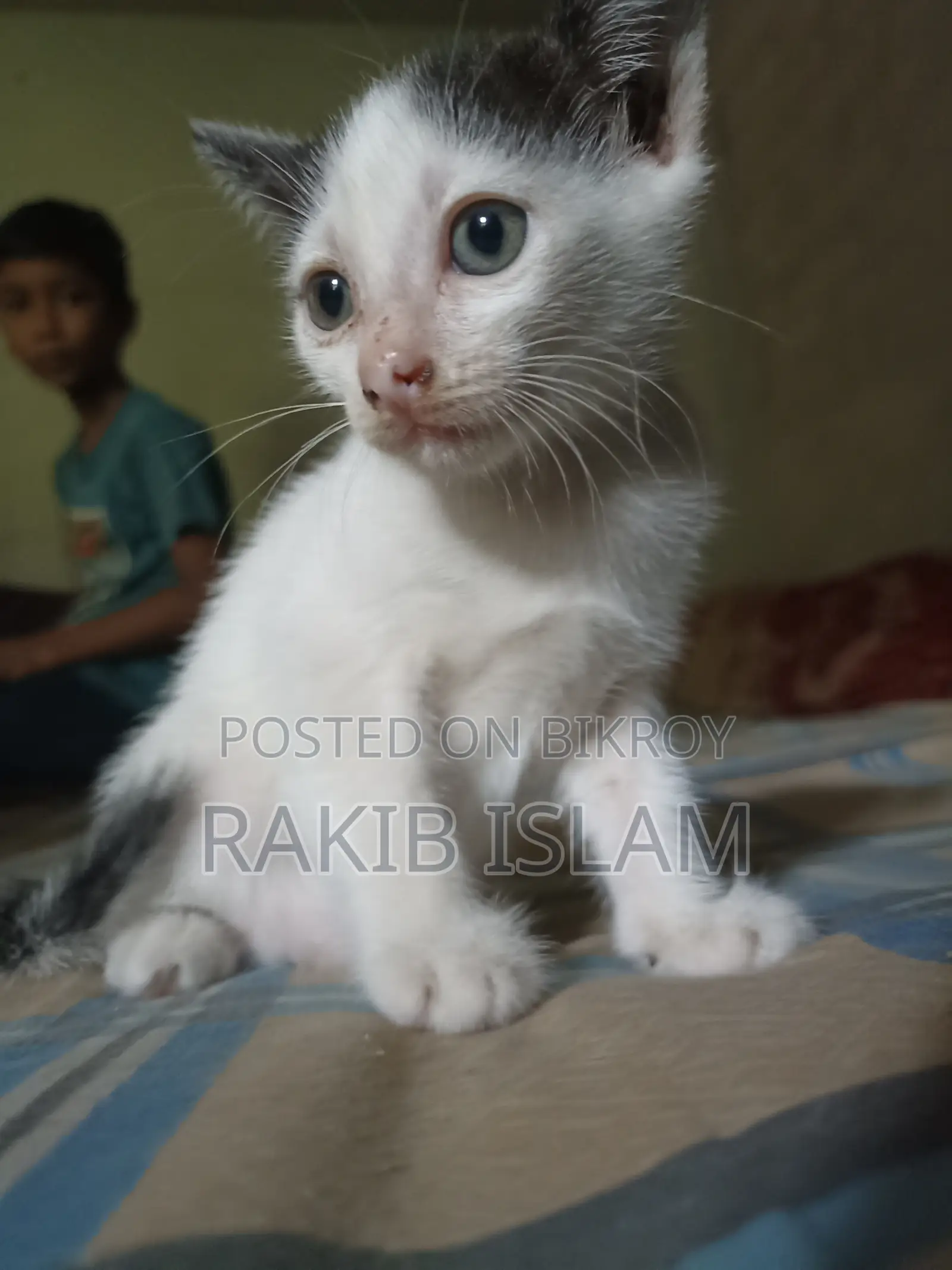 1-3 months Female Mixed Breed Bengal
