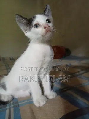 1-3 months Female Mixed Breed Bengal