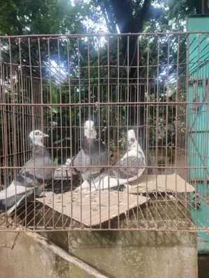 ৩ পিস কবুতর