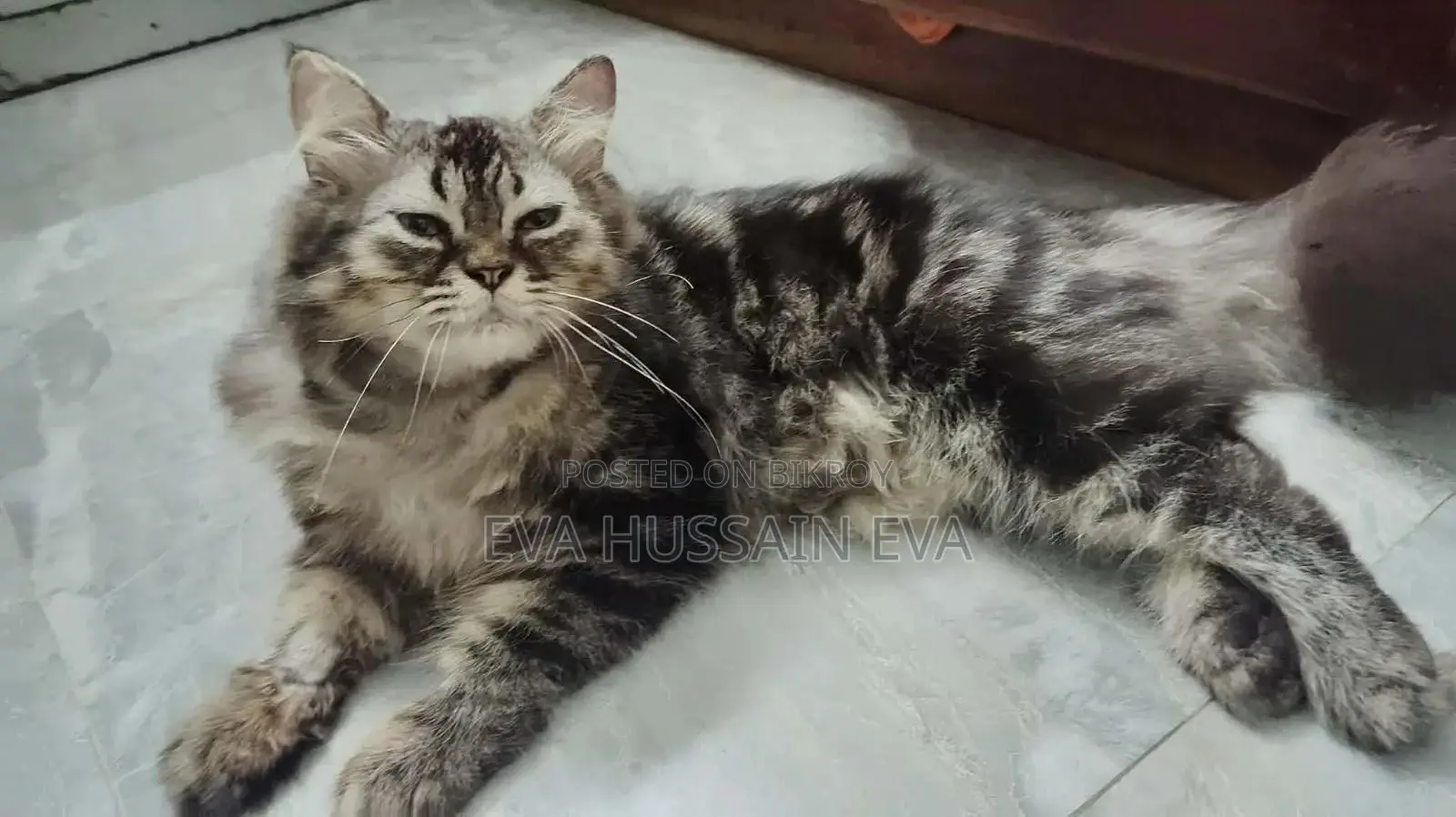 3-6 Months Male Mixed Breed Persian
