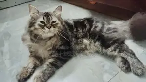 3-6 Months Male Mixed Breed Persian