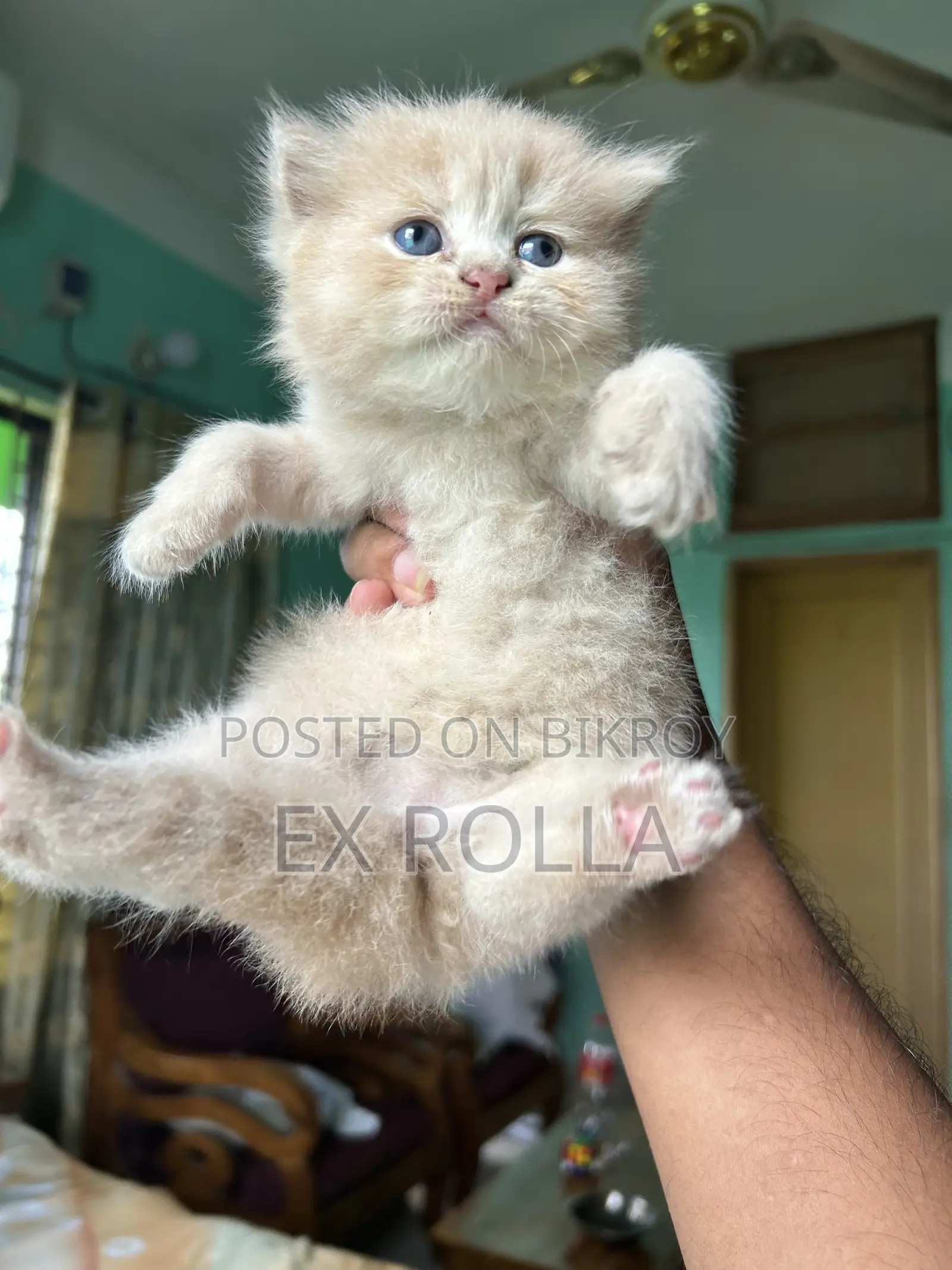 ১-৩ মাস বয়সী ফিমেল পিউরব্রেড এক্সোটিক