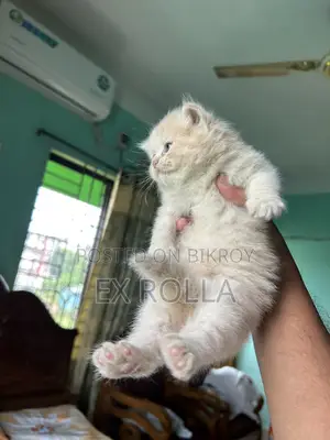 ১-৩ মাস বয়সী ফিমেল পিউরব্রেড এক্সোটিক