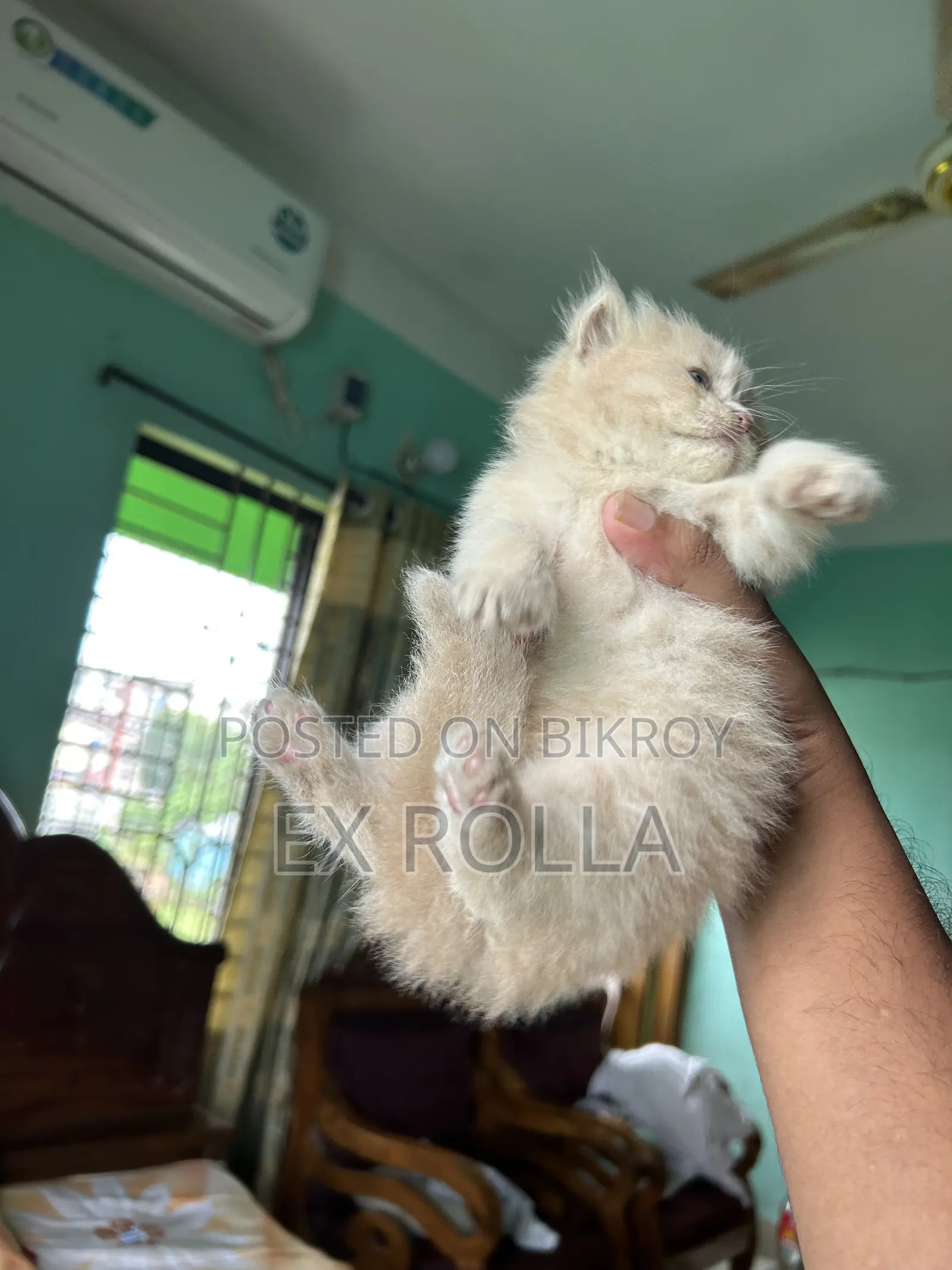 ১-৩ মাস বয়সী ফিমেল পিউরব্রেড এক্সোটিক