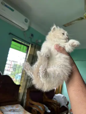 ১-৩ মাস বয়সী ফিমেল পিউরব্রেড এক্সোটিক