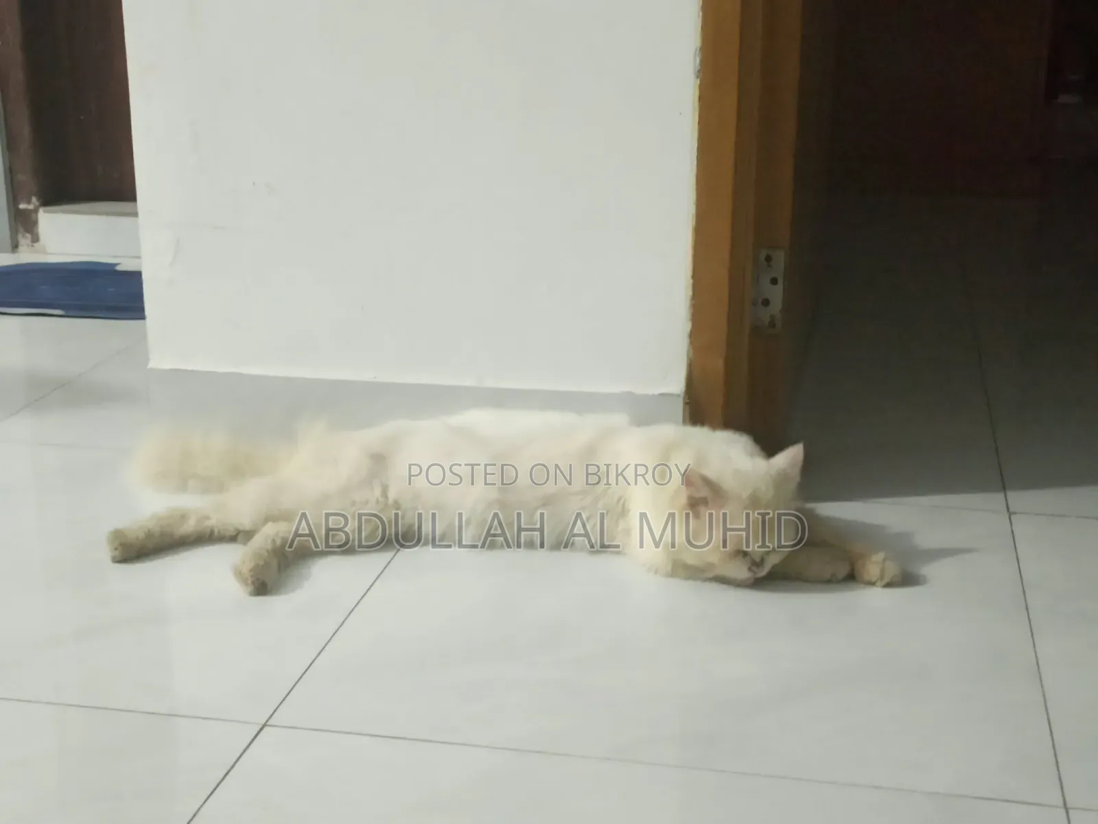 ৩-৬ মাসের পুরুষ খাঁটি পারসিয়ান