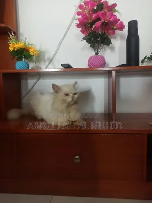 ৩-৬ মাসের পুরুষ খাঁটি পারসিয়ান
