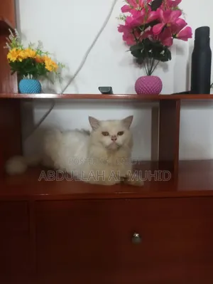 ৩-৬ মাসের পুরুষ খাঁটি পারসিয়ান