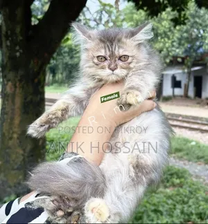 ১-৩ মাসের ফিমেল পিওরব্রেড পার্সিয়ান