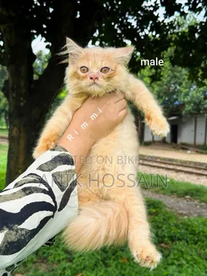 ১-৩ মাসের ফিমেল পিওরব্রেড পার্সিয়ান