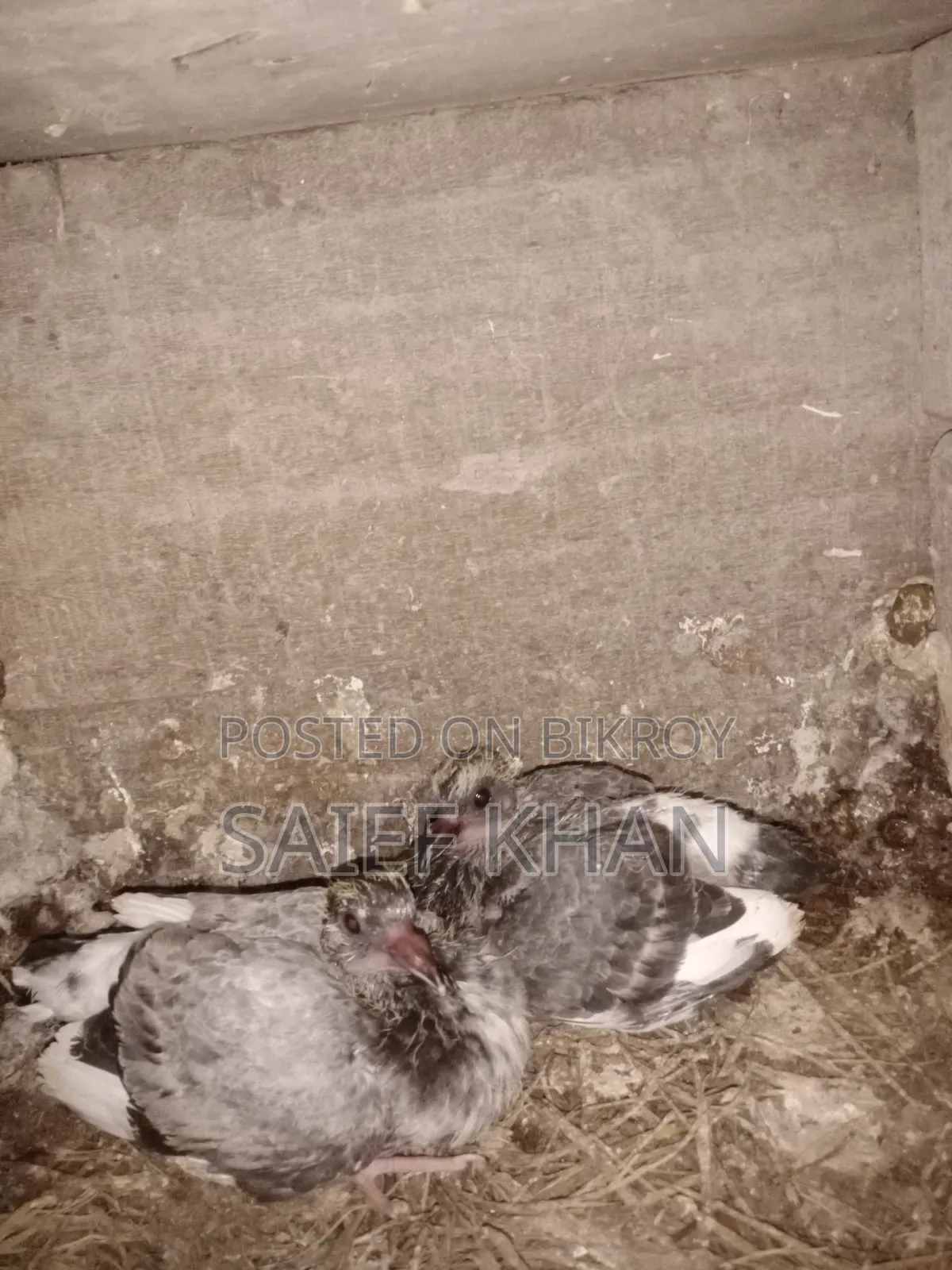 Pigeon Squabs