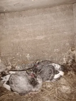 Pigeon Squabs