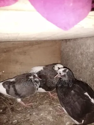 Pigeon Squabs