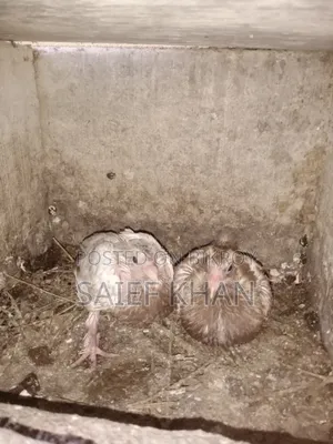 Pigeon Squabs