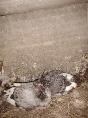 Pigeon Squabs