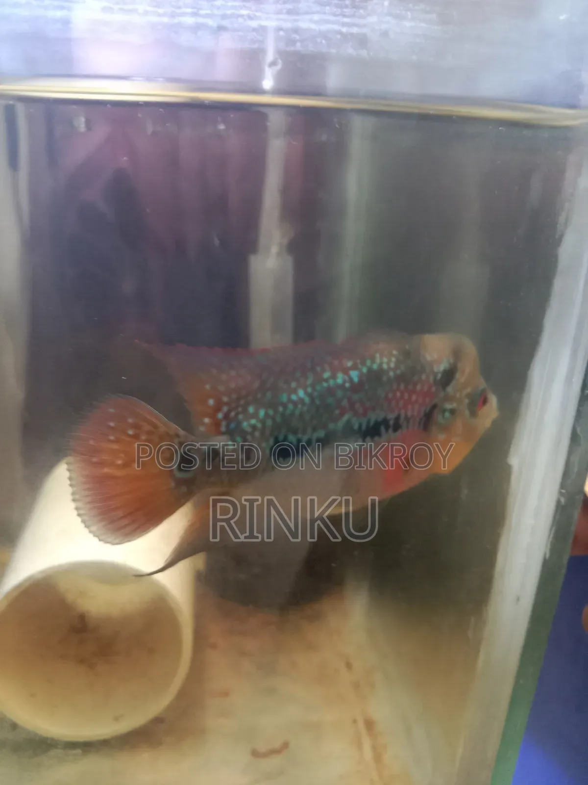 কামফা ফ্লাওয়ার হর্ন বেবি