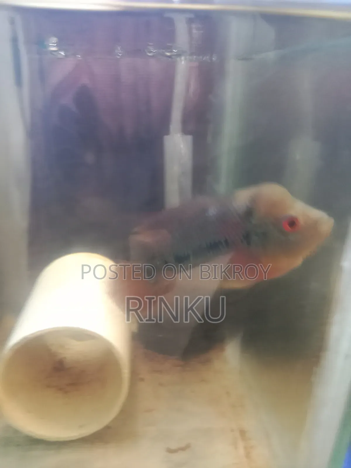 কামফা ফ্লাওয়ার হর্ন বেবি