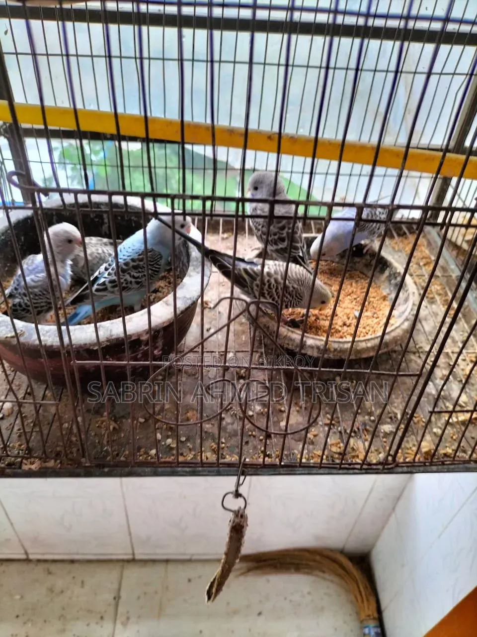 Bajjiger Bird