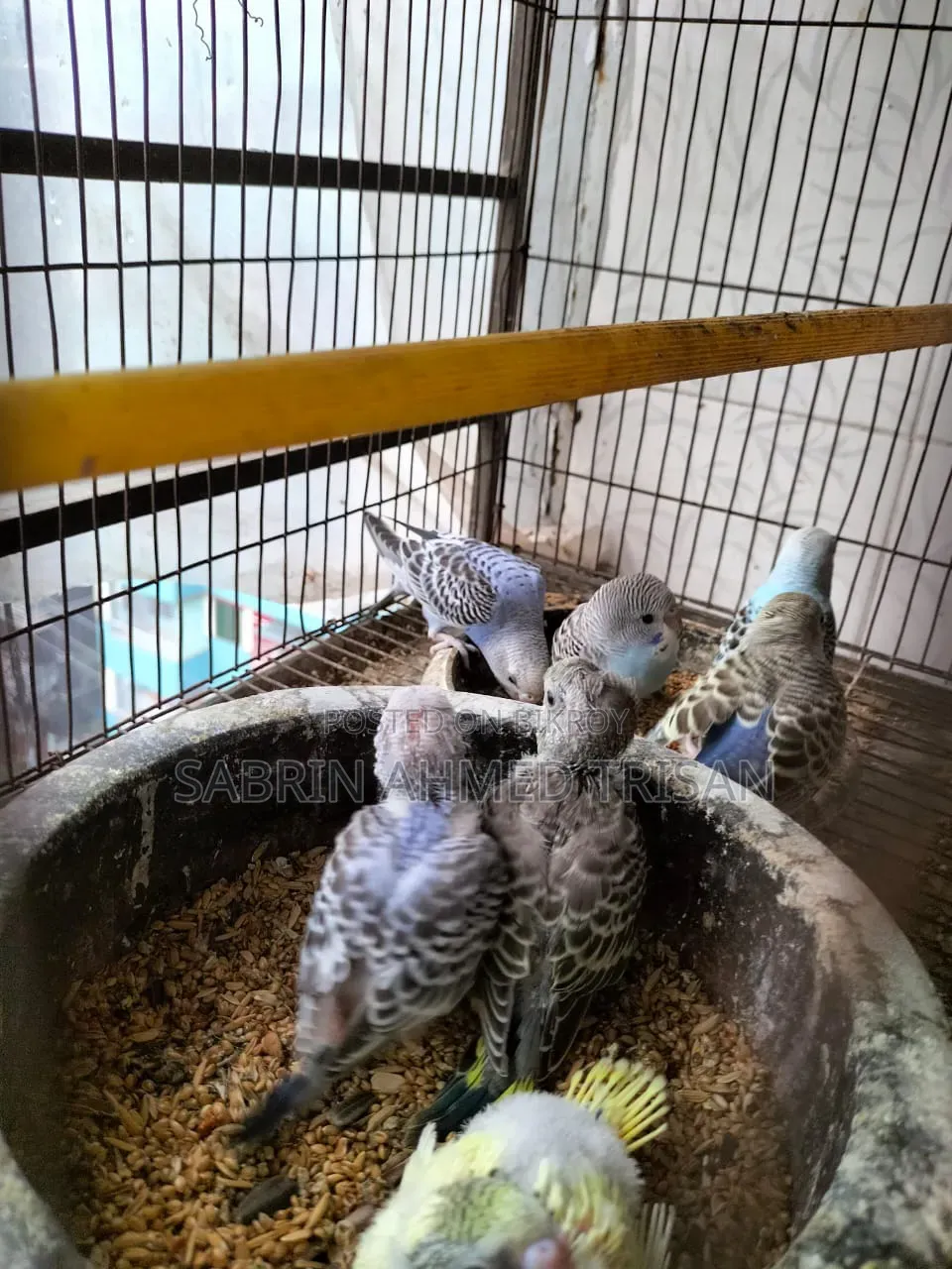 Bajjiger Bird