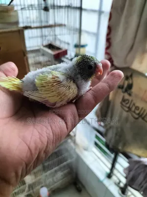 Bajjiger Bird