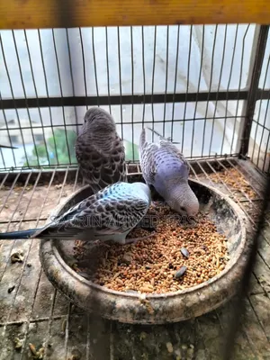 Bajjiger Bird