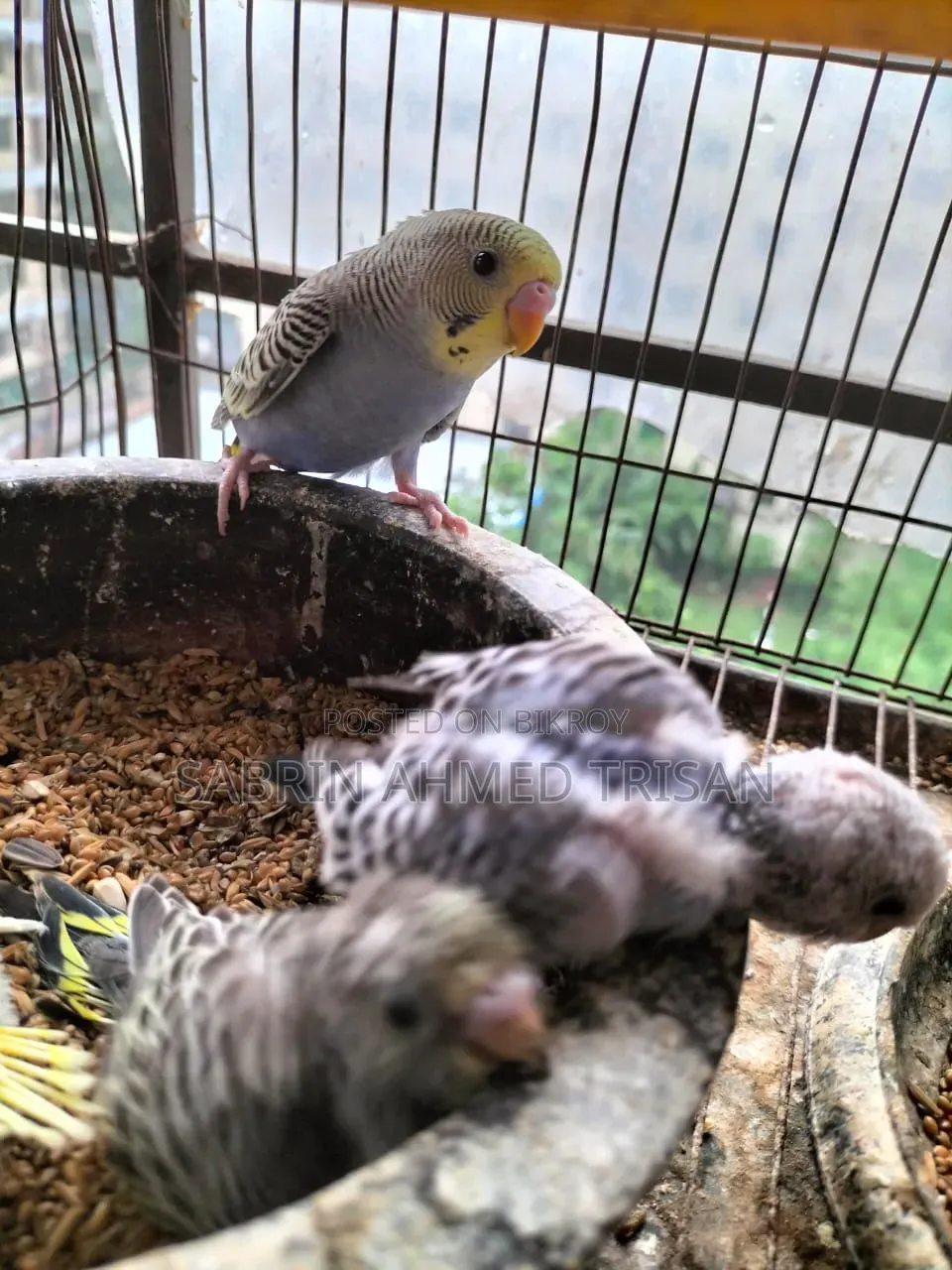 Bajjiger Bird