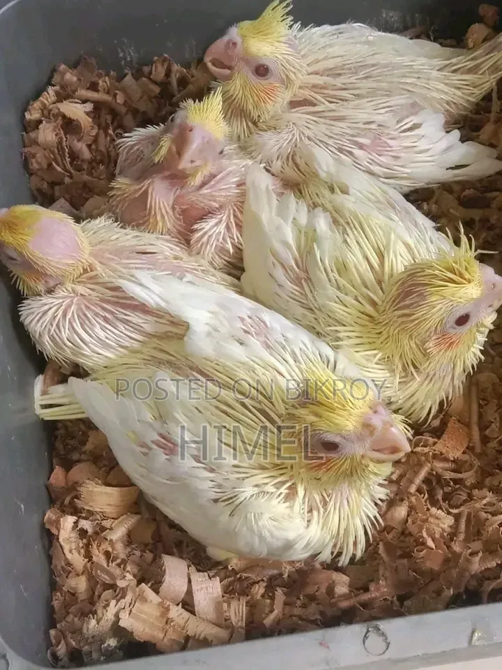 Cockatiel Super Tame Size Baby